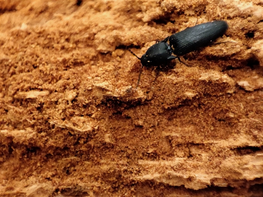 Megapenthes lugens - hegyesszárnyú pattanó