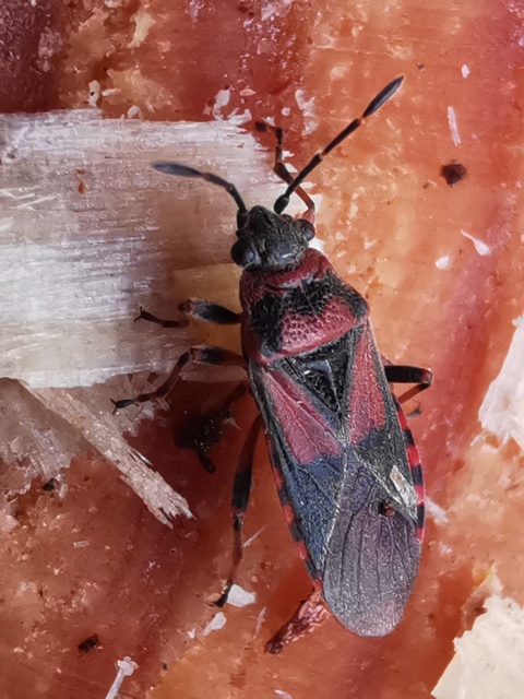 Arocatus melanocephalus