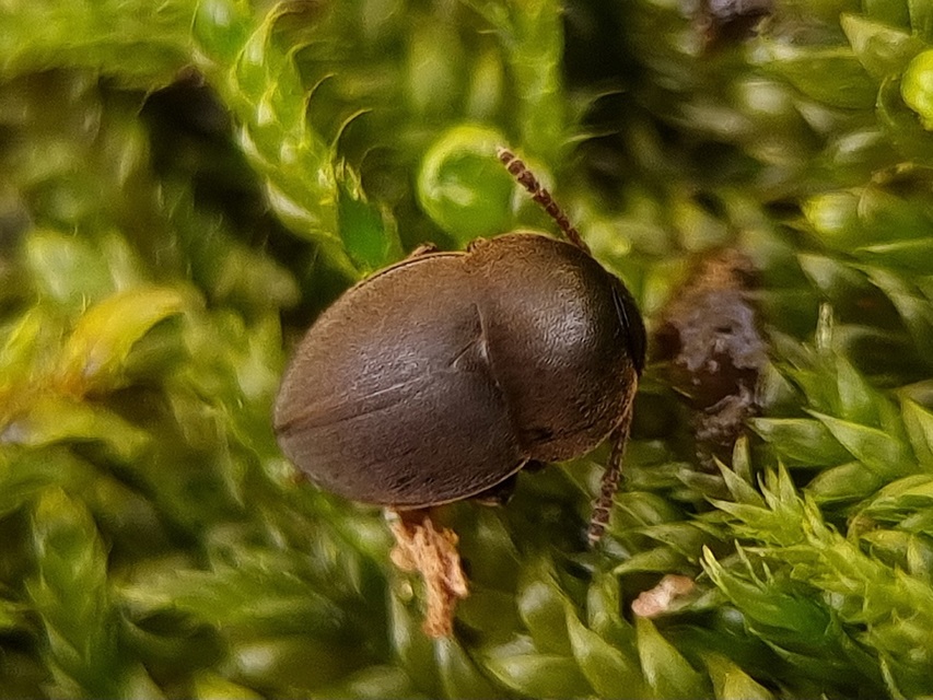 Cholevinae Cholevinae