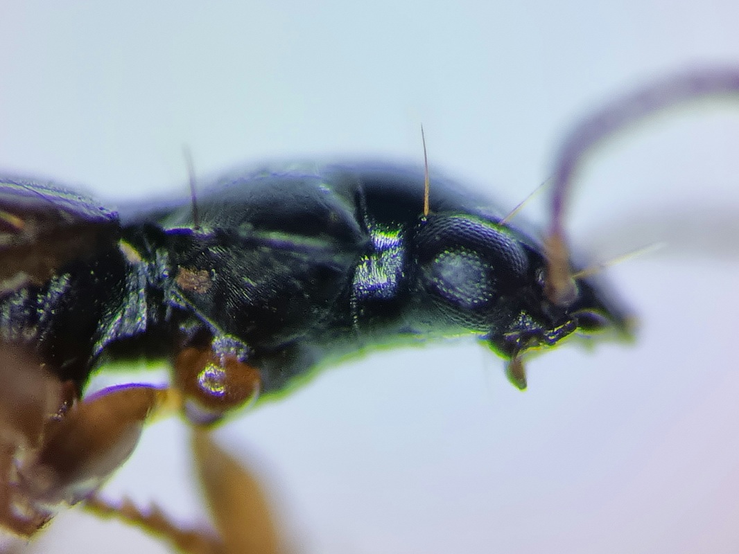 Syntomus pallipes - sárgalábú gyökérfutó