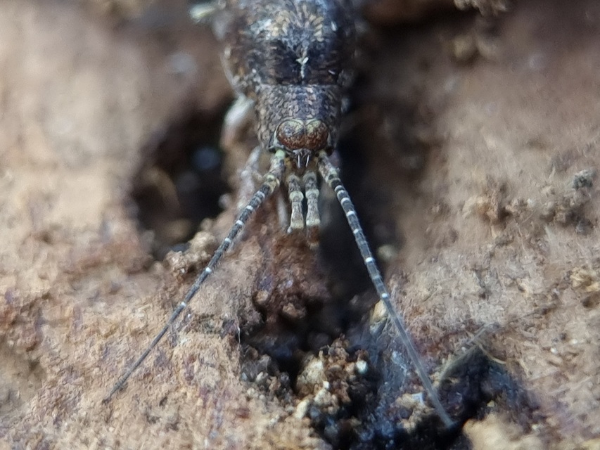 Archaeognatha - Ugróősrovarok