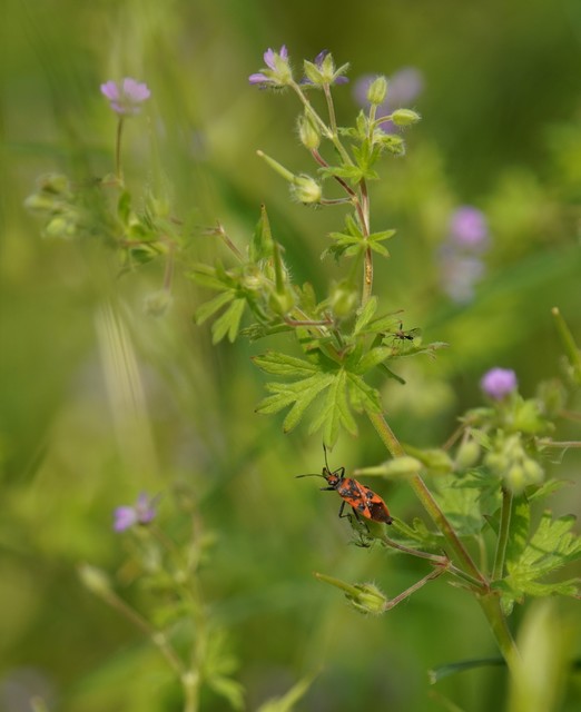 Corizus hyoscyami - piros karimáspoloska