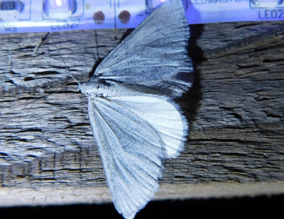 Lithostege griseata - szürke araszoló