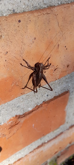 Pholidoptera griseoaptera - szürke avarszöcske