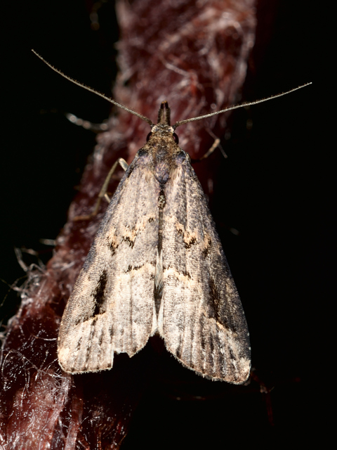 Schrankia costaestrigalis - keskenyszárnyú karcsúbagoly