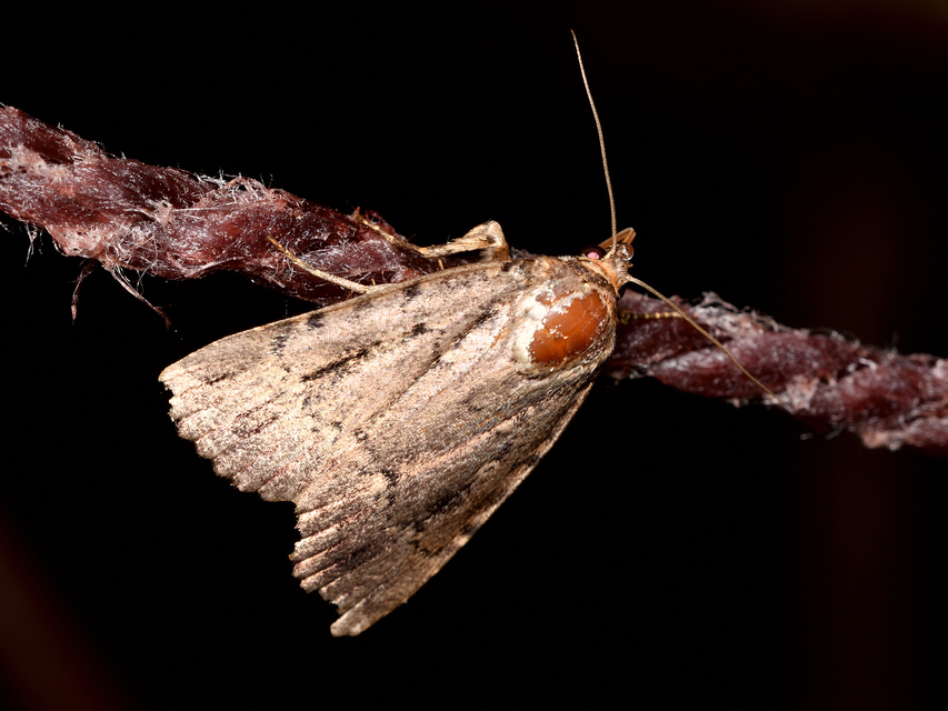 Amphipyra berbera/pyramidea