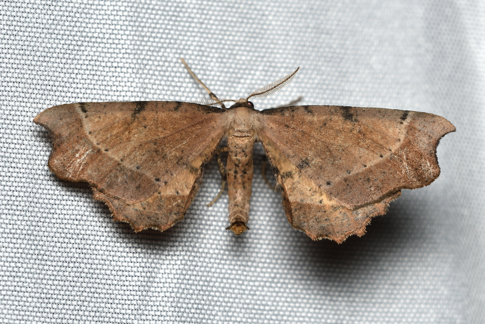 Artiora evonymaria - kecskerágó-araszoló