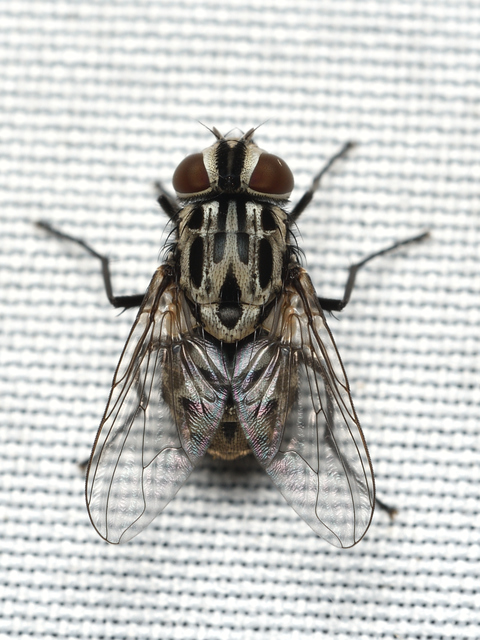 Graphomya