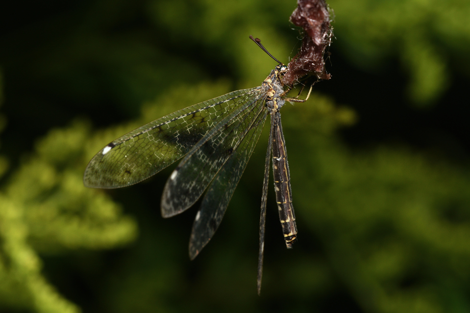 Distoleon tetragrammicus - négyfoltos hangyaleső