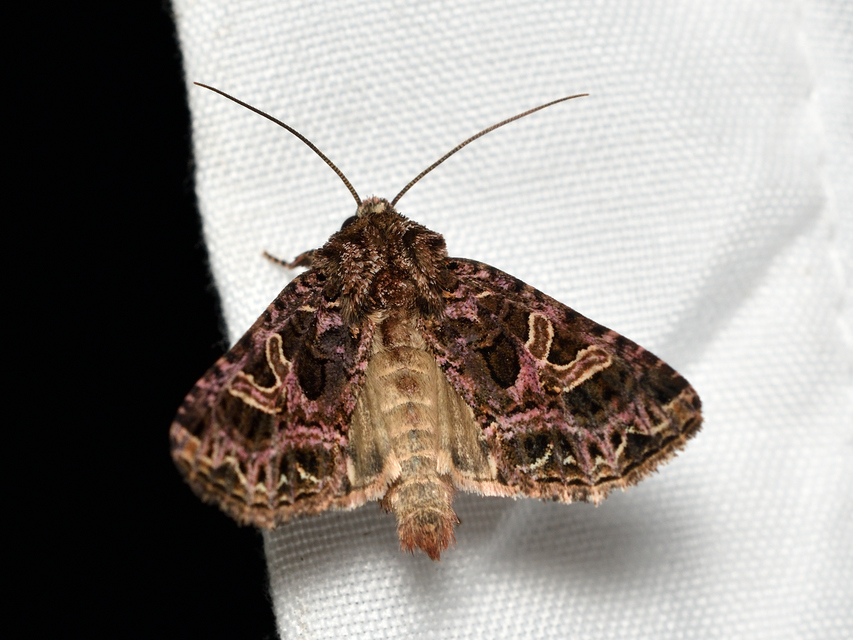 Sideridis rivularis - vörhenyes szegfűbagoly