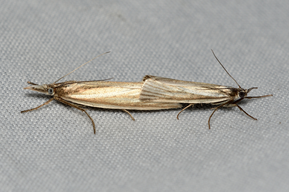 Crambus perlella - gyöngyházas fűgyökérmoly