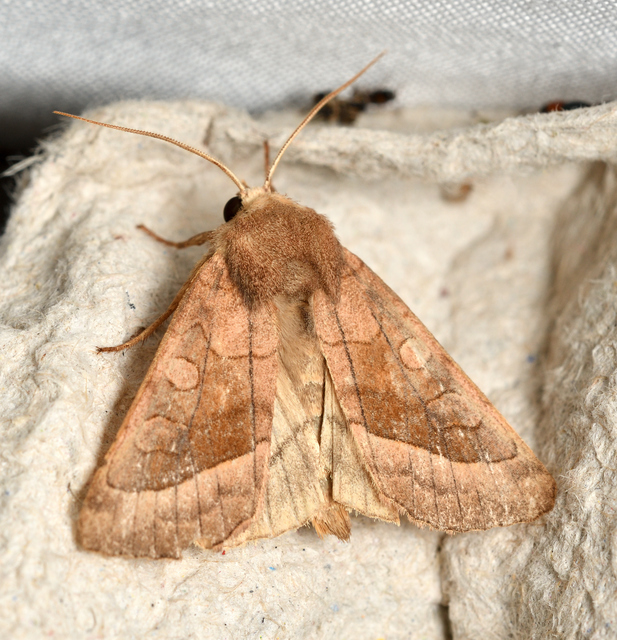 Hydraecia micacea - csillogó acsalapubagoly