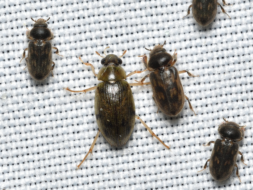 Berosus frontifoveatus - tüskés szemescsibor Berosus frontifoveatus - tüskés szemescsibor