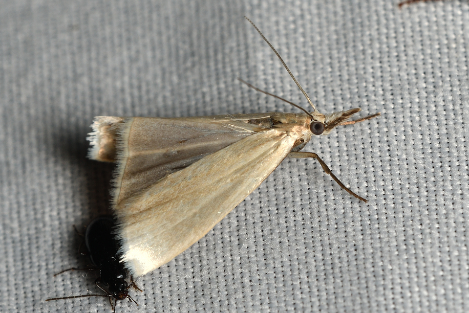 Crambus perlella - gyöngyházas fűgyökérmoly