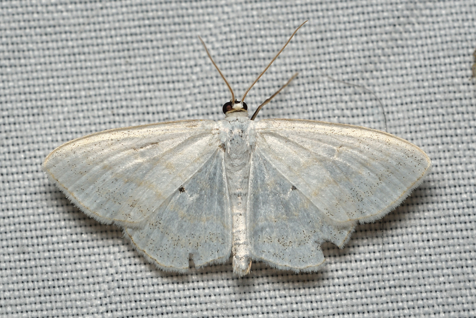 Scopula caricaria - mocsári fehéraraszoló