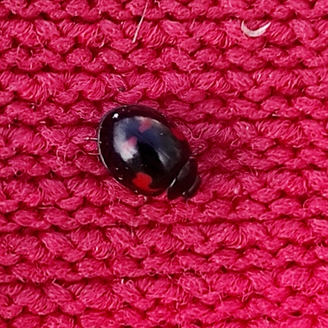 Exochomus quadripustulatus - négyfoltos szerecsenkata