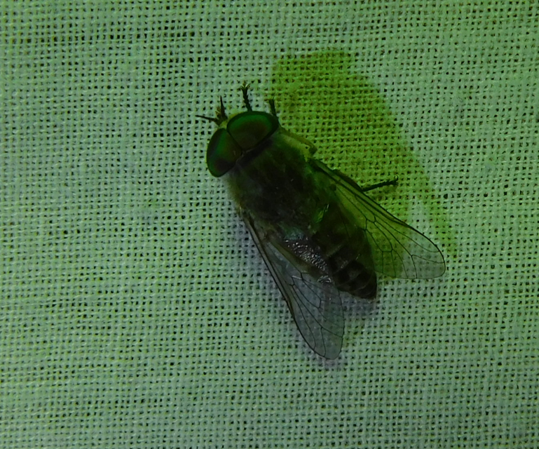 Tabaninae
