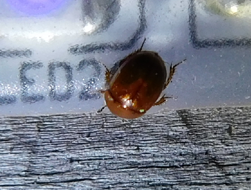 Leiodidae - pecebogárfélék Leiodidae - pecebogárfélék
