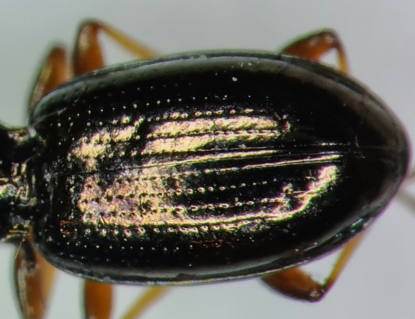 Bembidion lampros - erdei gyorsfutó