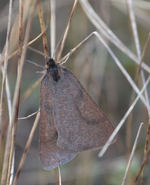 Lignyoptera fumidaria - füstös ősziaraszoló