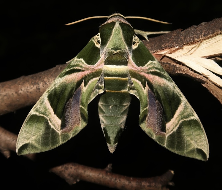 Daphnis nerii - oleanderszender