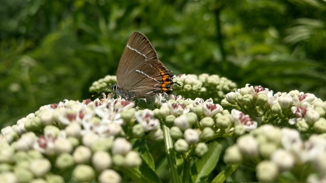Satyrium w-album - szilfa-csücsköslepke