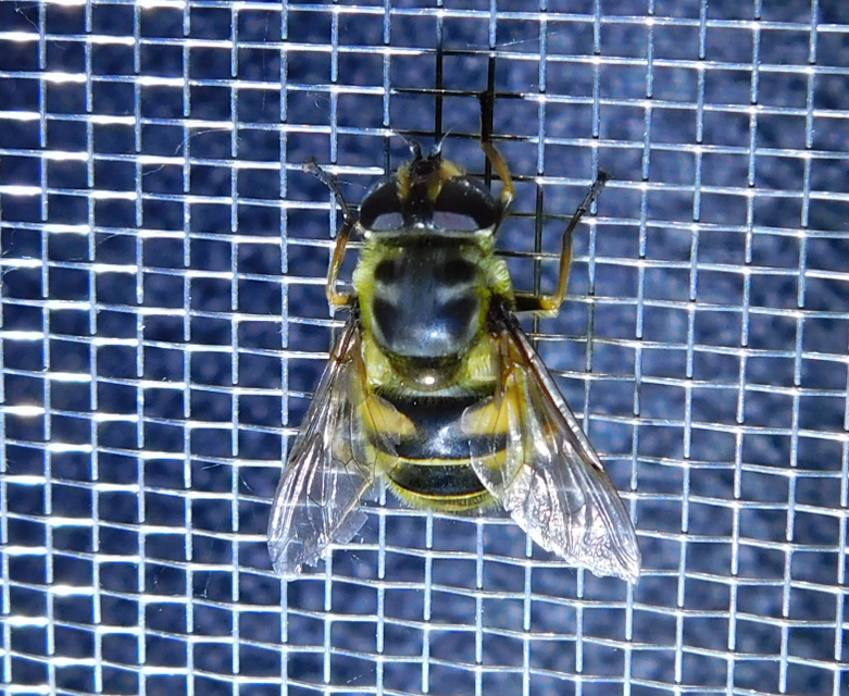 Myathropa florea - halálfejes odúlégy