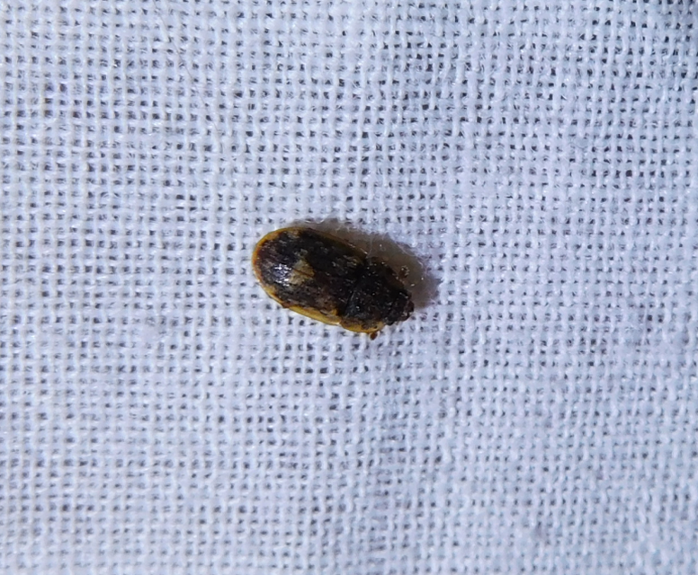 Soronia grisea - pettyegetett fénybogár