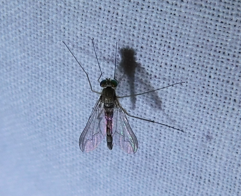 Dolichopodidae - szúnyoglábú legyek