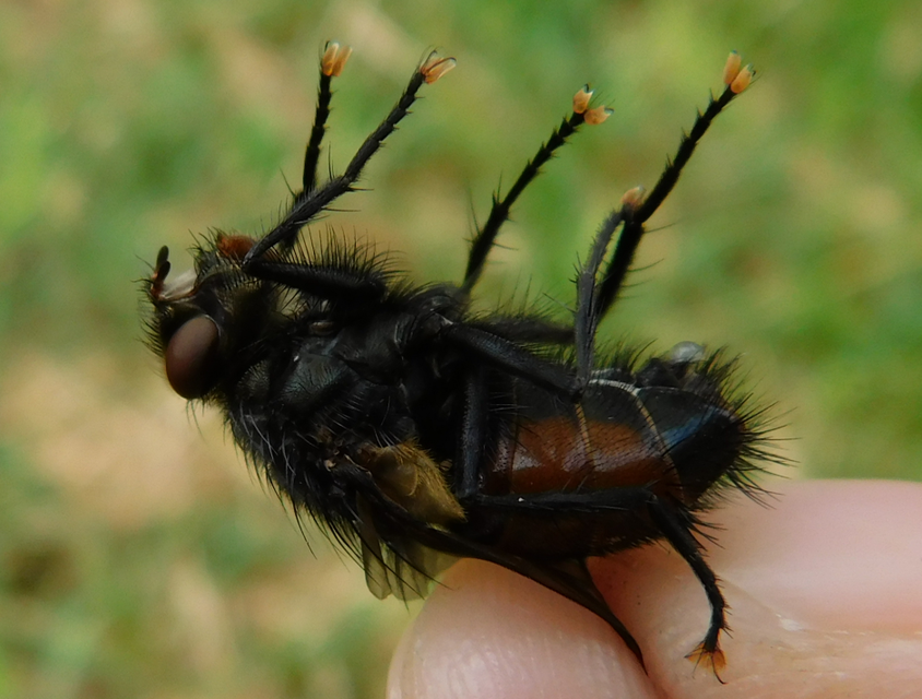 Nemoraea pellucida