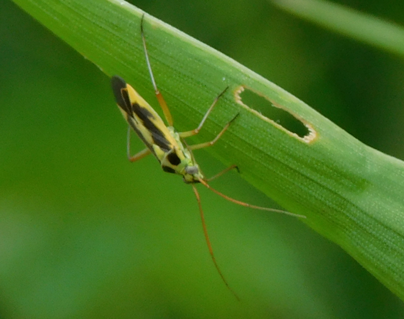 Stenotus binotatus - kétfoltos mezeipoloska