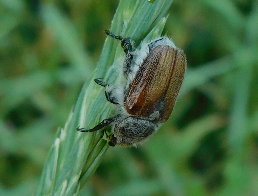 Chaetopteroplia segetum - rozsszipoly