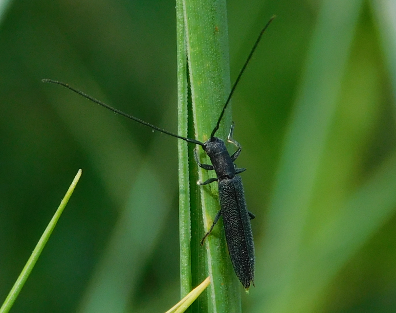 Theophilea subcylindricollis - hengeres szalmacincér Theophilea subcylindricollis - hengeres szalmacincér