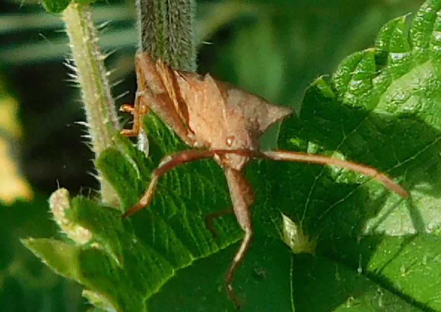 Coreus marginatus - közönséges karimáspoloska