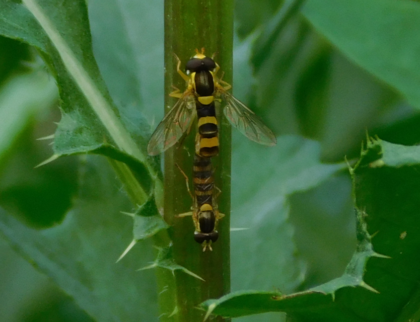 Sphaerophoria