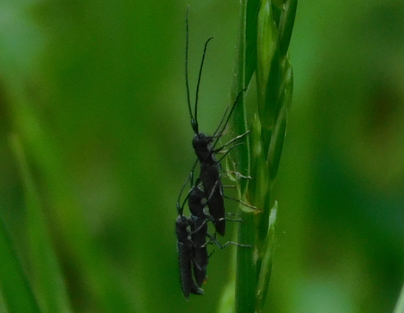Theophilea subcylindricollis - hengeres szalmacincér Theophilea subcylindricollis - hengeres szalmacincér