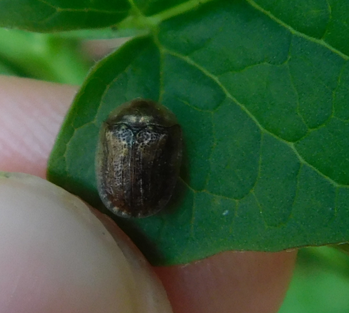 Hypocassida