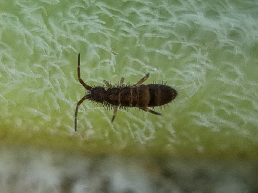 Collembola - Ugróvillások