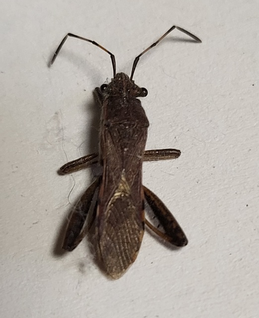 Camptopus lateralis - görbelábú karimáspoloska