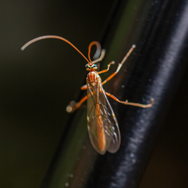 Ophion obscuratus