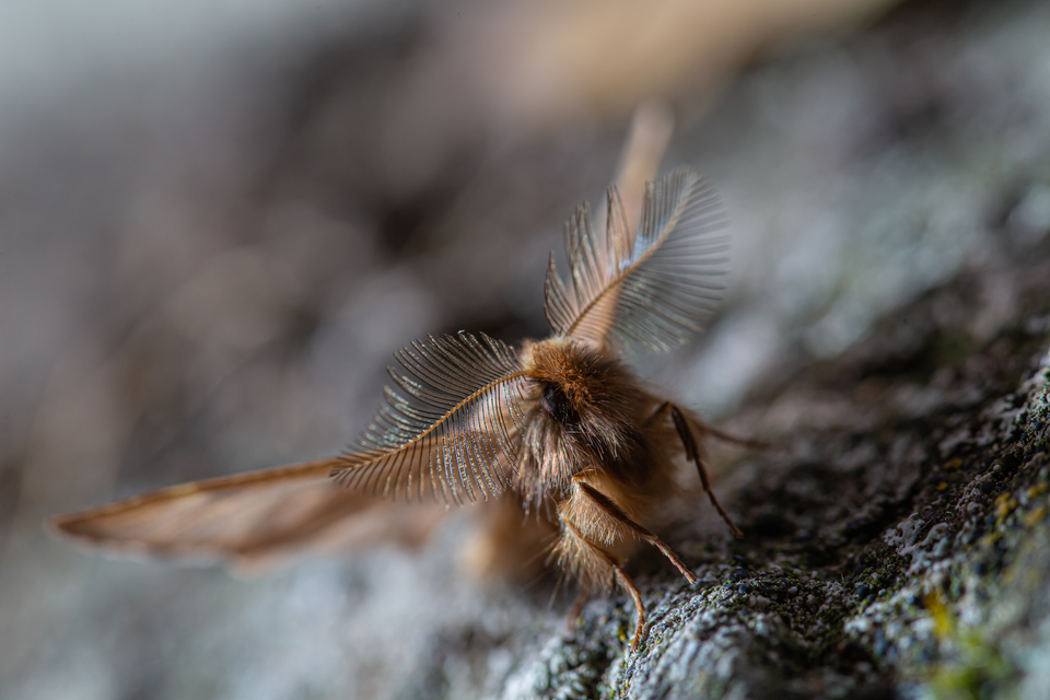 Ptilophora plumigera - tollas púposszövő