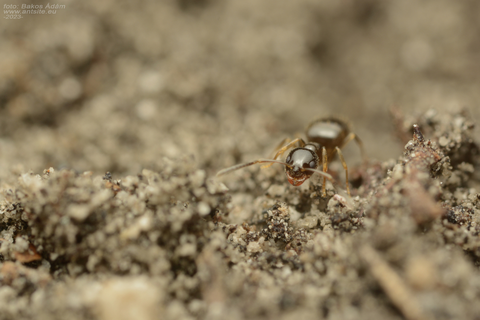 Plagiolepis pygmaea - lapos törpehangya