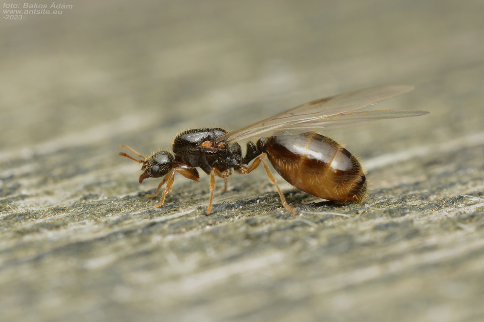 Solenopsis fugax - tolvajhangya