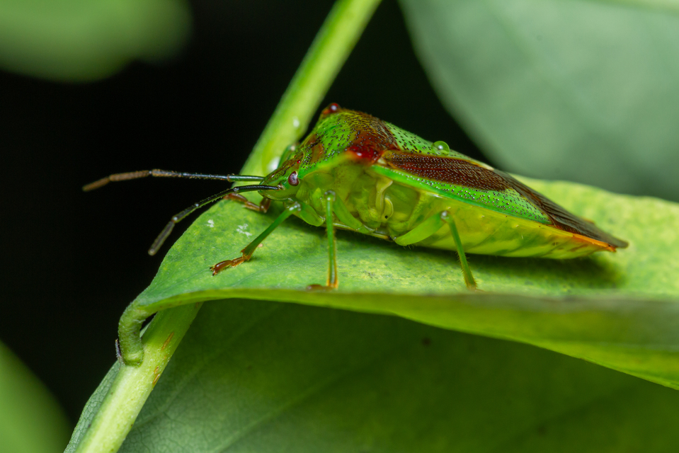 Acanthosoma haemorrhoidale - nagy dajkapoloska Acanthosoma haemorrhoidale - nagy dajkapoloska