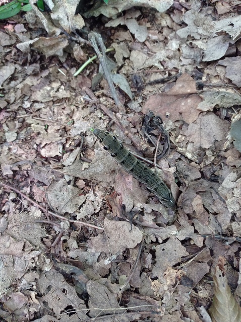 Deilephila elpenor - szőlőszender