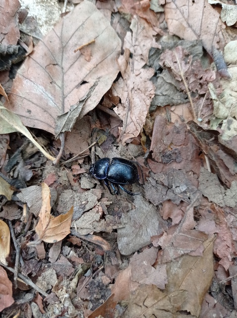 Anoplotrupes stercorosus - erdei álganéjtúró