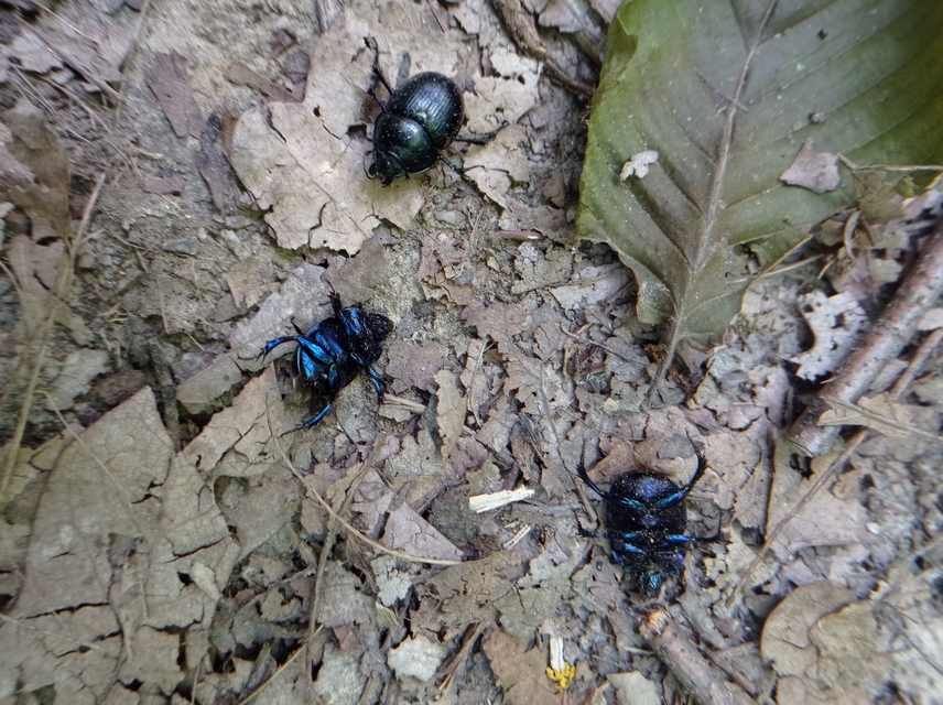 Anoplotrupes stercorosus - erdei álganéjtúró