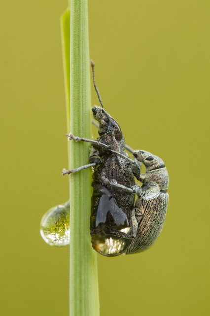 Curculionidae - ormányosbogár-félék