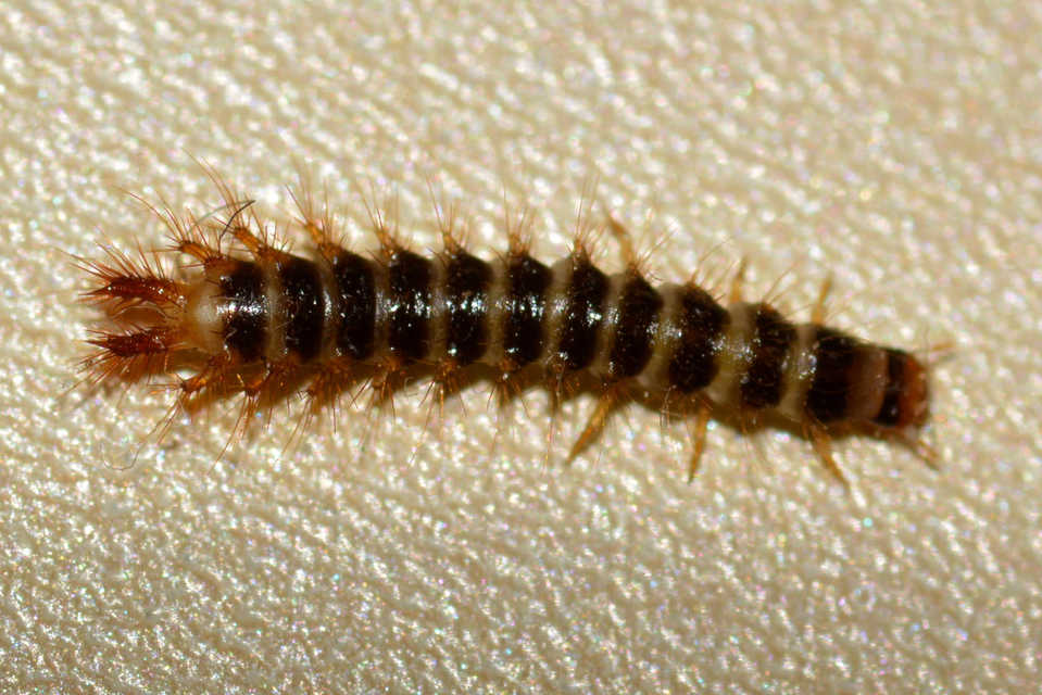 Drilus concolor - fekete csigabogár