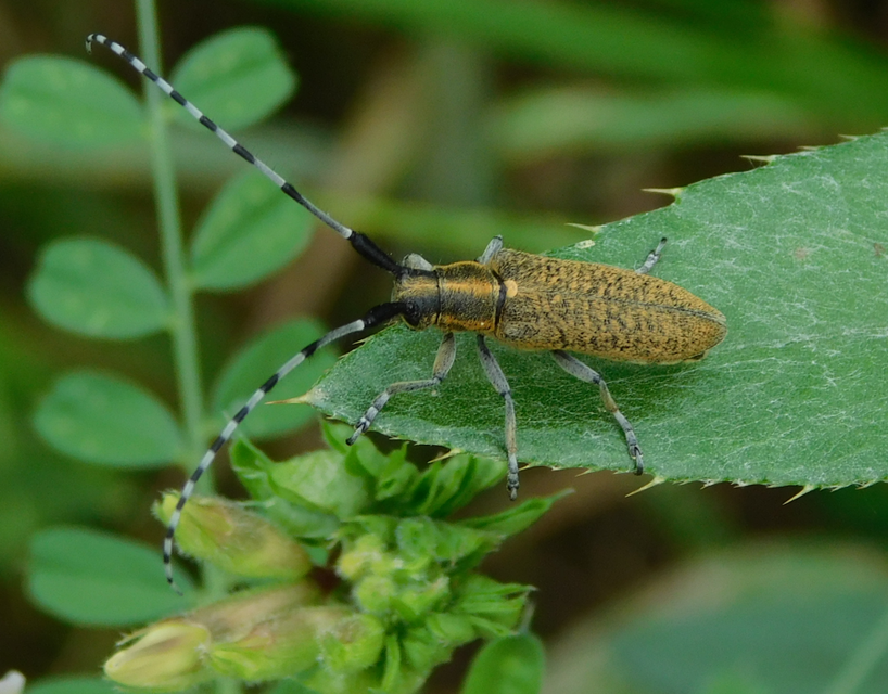 Agapanthia villosoviridescens - fehérgyűrűs bogáncscincér